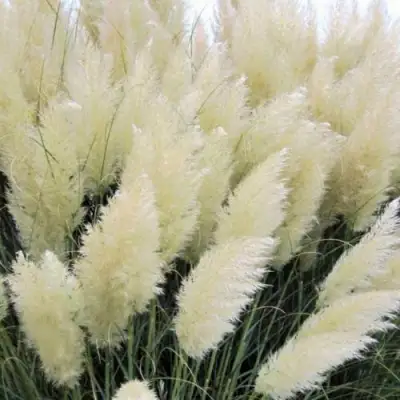 Кортадерия белая (пампасная трава) в Молодечно