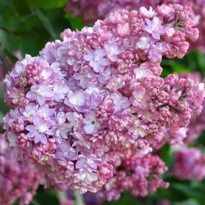 Сирень ПАМЯТЬ О ВЕХОВЕ в Молодечно