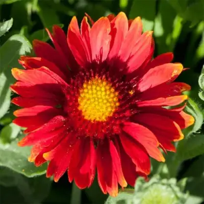 Гайлардия АРИЗОНА РЕД ШЕЙДС в Молодечно