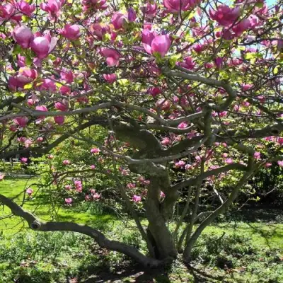 Магнолия СУЛАНЖА в Молодечно