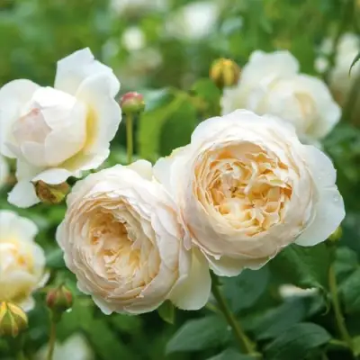 Роза КЛЭР ОСТИН английская в Молодечно