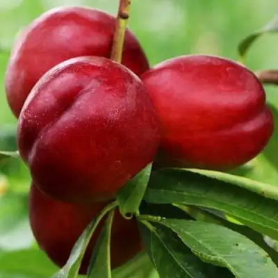 Нектарин КРЫМЧАНИН в Молодечно