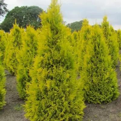 Туя САНКИСТ западная в Молодечно