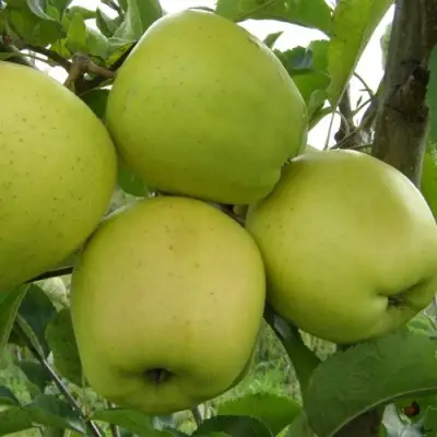 Яблоня КОШТЕЛЯ в Молодечно