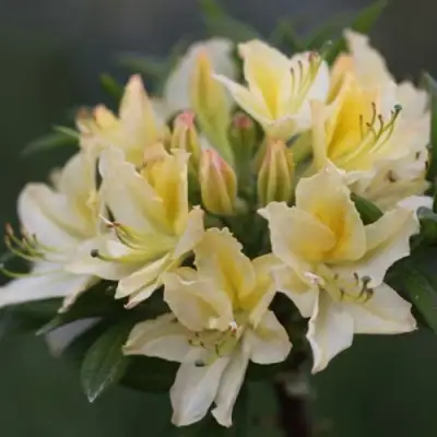 Азалия ДАВИЗИ листопадная в Молодечно