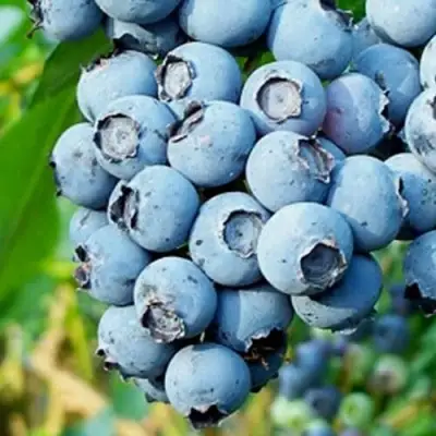 Голубика БРИГИТТА БЛЮ в Молодечно