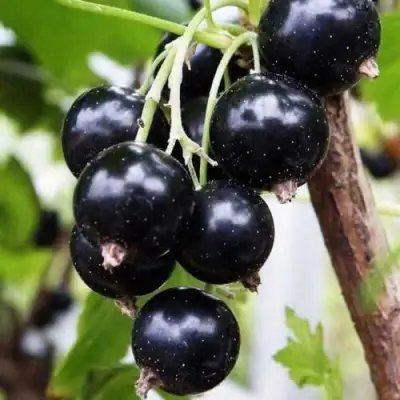Смородина чёрная ДЕЛИКАТЕСНАЯ в Молодечно