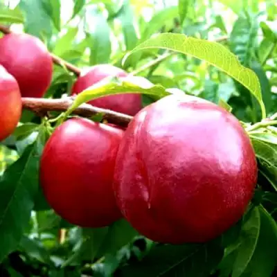 Нектарин ХАРКО в Молодечно