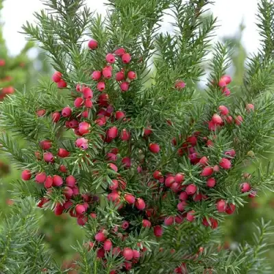 Тис ХИКСИ средний в Молодечно