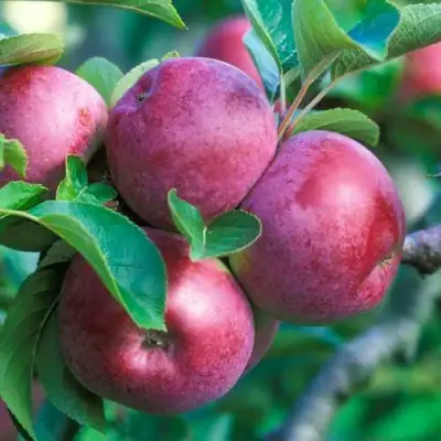 Яблоня СПАРТАН в Молодечно