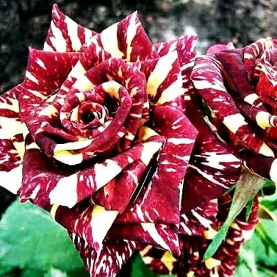 Роза ФОКУС ПОКУС флорибунда в Молодечно