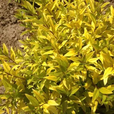 Бирючина АУРЕА обыкновенная в Молодечно