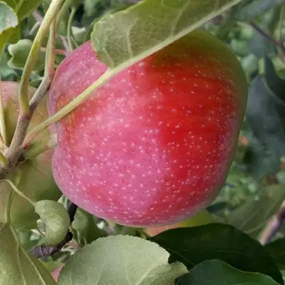 Яблоня АЛЬВА в Молодечно