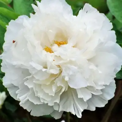 Пион БЕЛЫЙ СНЕГ древовидный в Молодечно