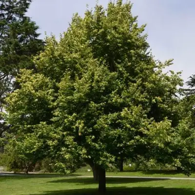 Липа сердцевидная в Молодечно