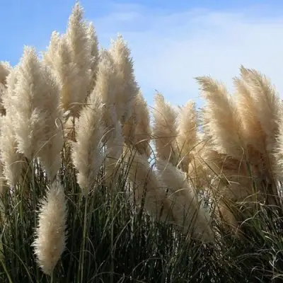 Кортадерия белая (пампасная трава) в Молодечно