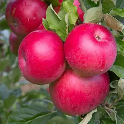 Яблоня РОЖДЕСТВЕНСКОЕ в Молодечно