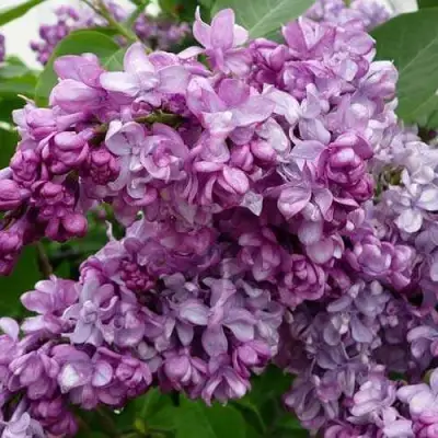 Сирень ГЕНЕРАЛ ПЕРШИНГ в Молодечно