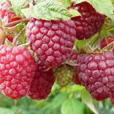 Малина ПОЛЬКА (ПОЛКА) в Молодечно