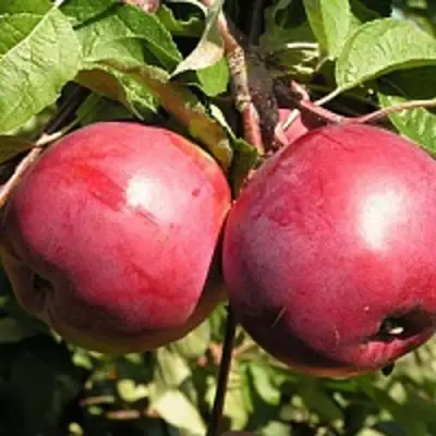 Яблоня ДАРУНАК в Молодечно