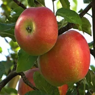 Яблоня ПЕРСИКОВАЯ в Молодечно