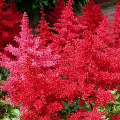 Астильба ЭТНА Арендса в Молодечно