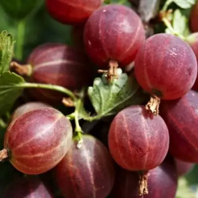 Крыжовник ХИННОМАКИ РОТ в Молодечно