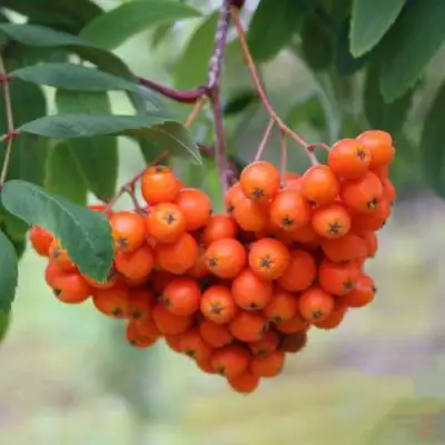 Рябина ВЕФЕД сладкоплодная в Молодечно