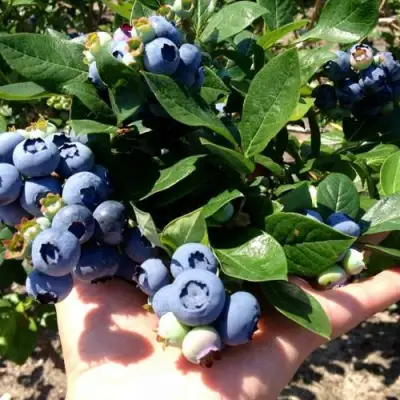 Голубика ДАРРОУ в Молодечно