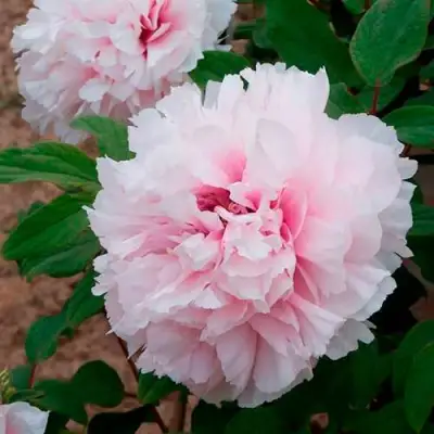 Пион ПЕРСИК ПОД СНЕГОМ древовидный в Молодечно