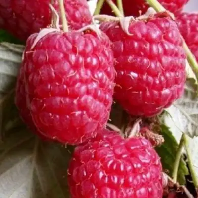 Малина ГЕРАКЛ в Молодечно