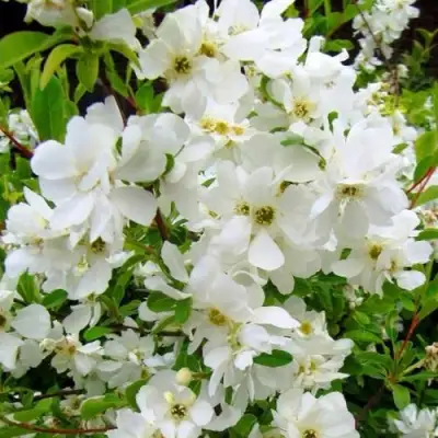 Экзохорда ЗЕ БРАЙД в Молодечно