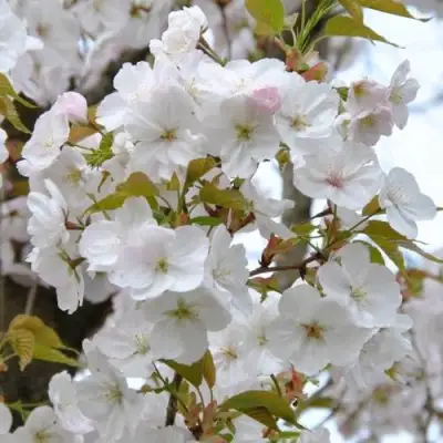 Сакура САНСЕТ БУЛЕВАРД в Молодечно