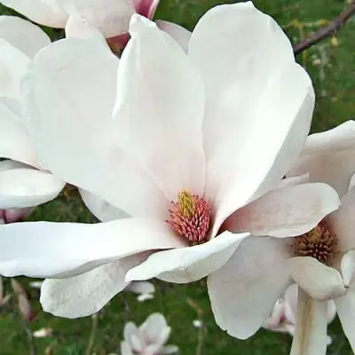 Магнолия АЛЬБА СУПЕРБА в Молодечно