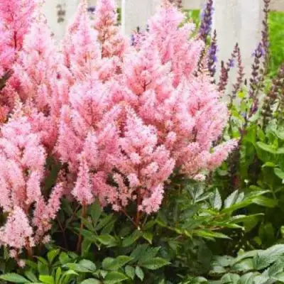 Астильба ЛУК ЭТ МИ японская в Молодечно
