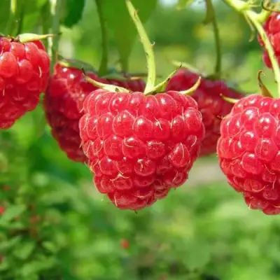 Малина ПРОСТО ПРЕЛЕСТЬ (СТОЛЕШНИК) в Молодечно