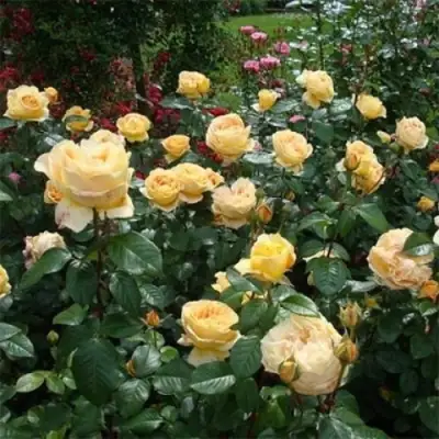 Роза КЕНДЛАЙТ чайно-гибридная в Молодечно