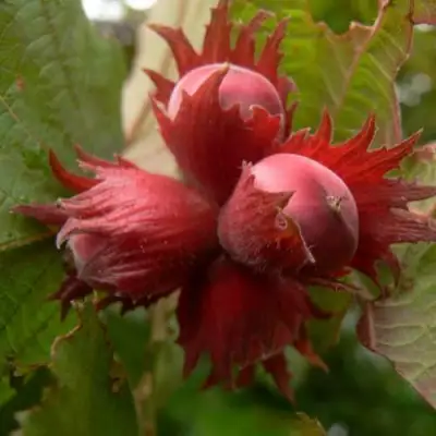 Фундук МОСКОВСКИЙ РУБИН в Молодечно