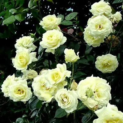 Роза ЭЛЬФ плетистая в Молодечно