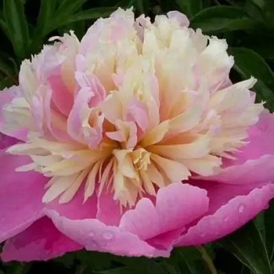 Пион ВЕСЕННЯЯ ПАЛИТРА травянистый в Молодечно