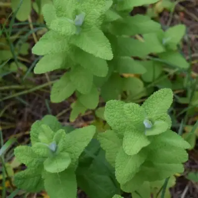 Мята АПФЕЛМИНЦЕ в Молодечно