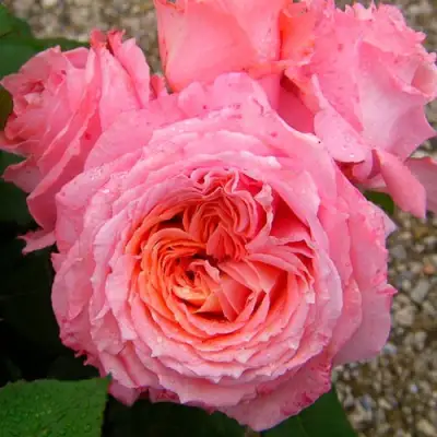 саженцы розы Институт Люмьер