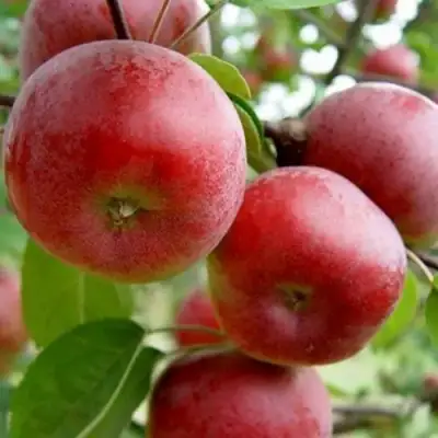Яблоня АНТЕЙ в Молодечно