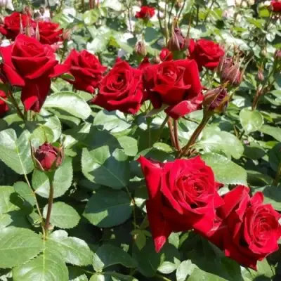 Роза ЭКСПЛОРЕР чайно-гибридная в Молодечно