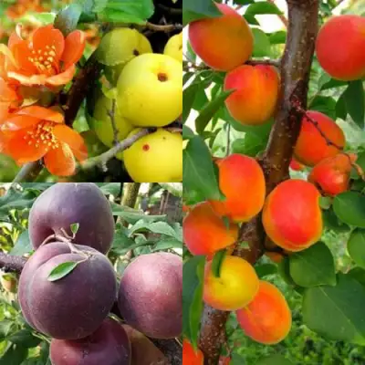 Комплект САД ДЛЯ ГУРМАНА в Молодечно