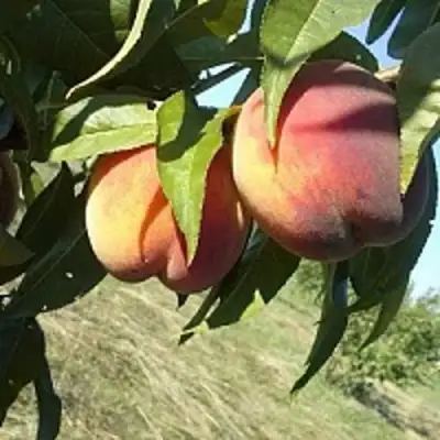 Персик СОФГАФЕН в Молодечно