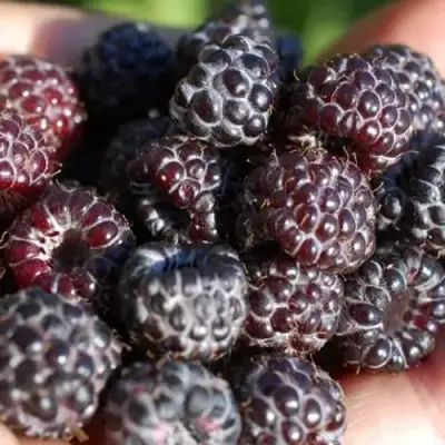 Малина БРИСТОЛЬ в Молодечно