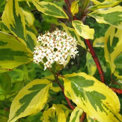 Дерен ШПЕТА белый в Молодечно