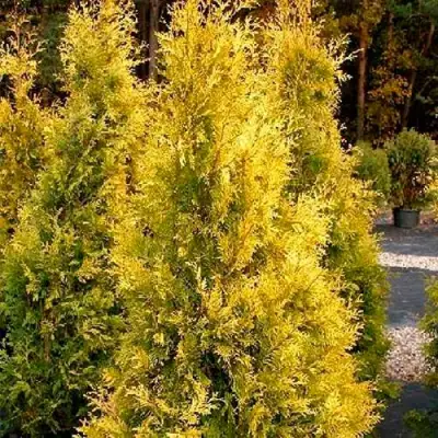 Туя ЕВРОПА ГОЛД западная в Молодечно