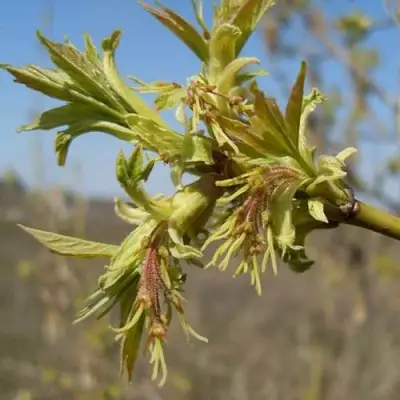 Клен ясенелистный в Молодечно